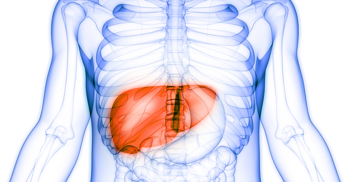 Medical illustration of a liver