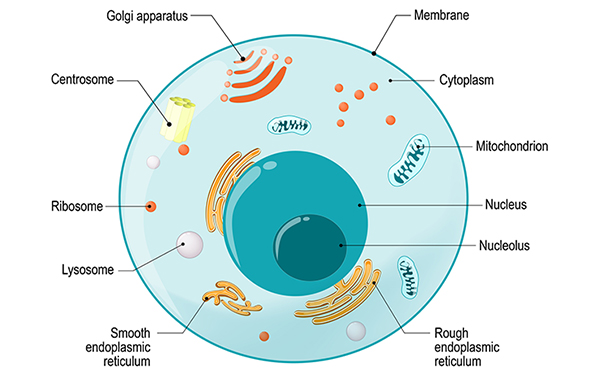 How mRNA vaccines work