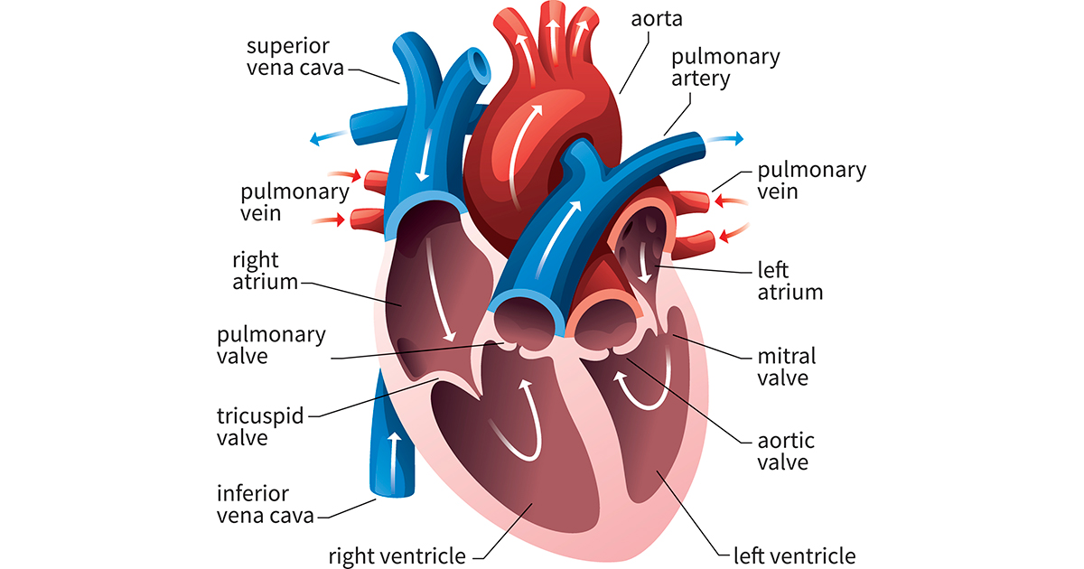 Heart diagram