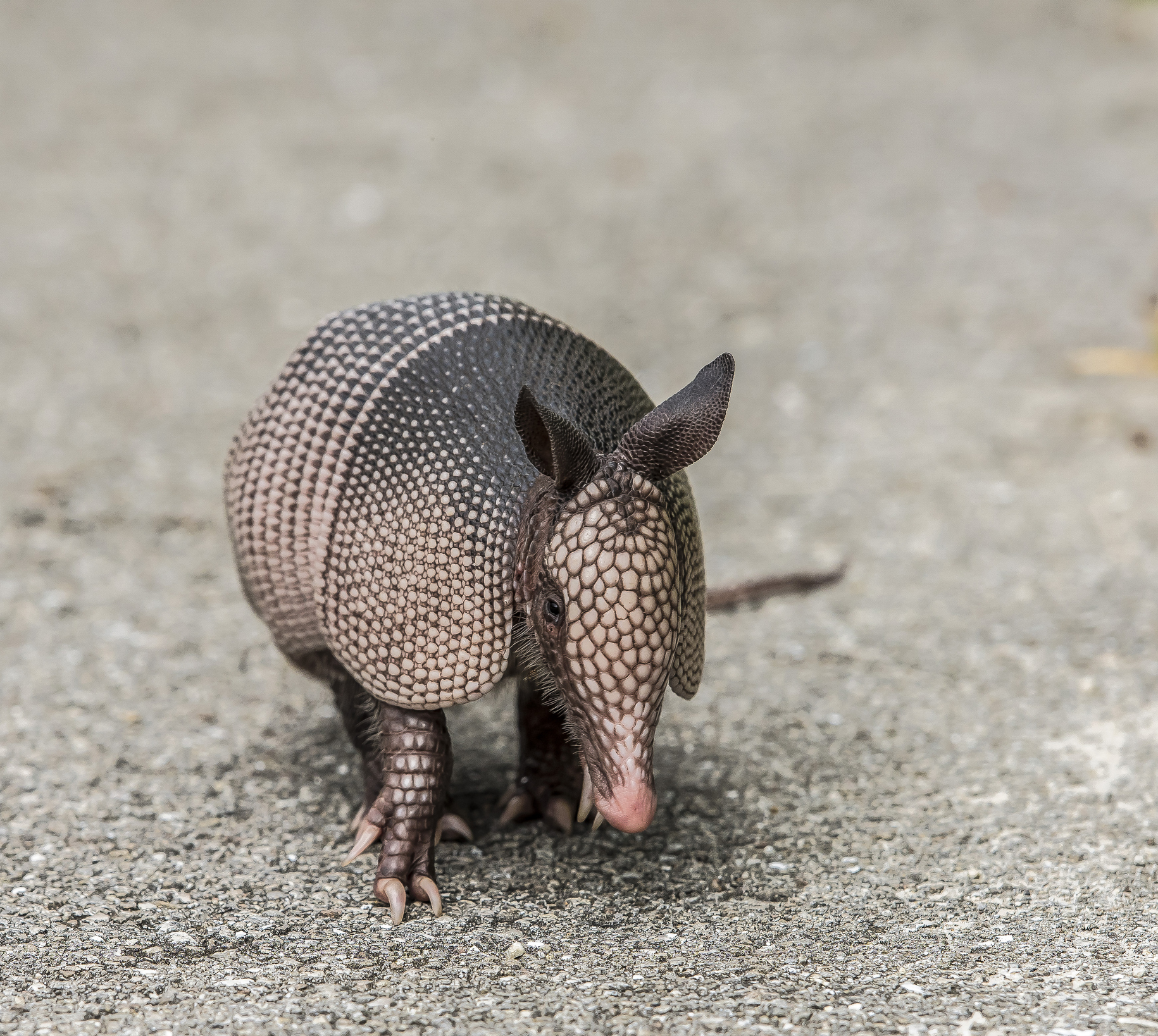 Armadillo