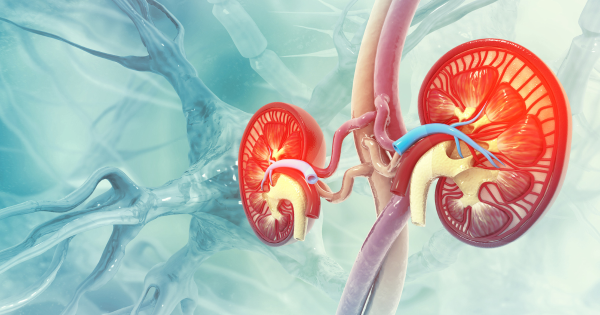 Medical illustration of kidneys