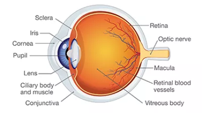 eye anatomy illustration