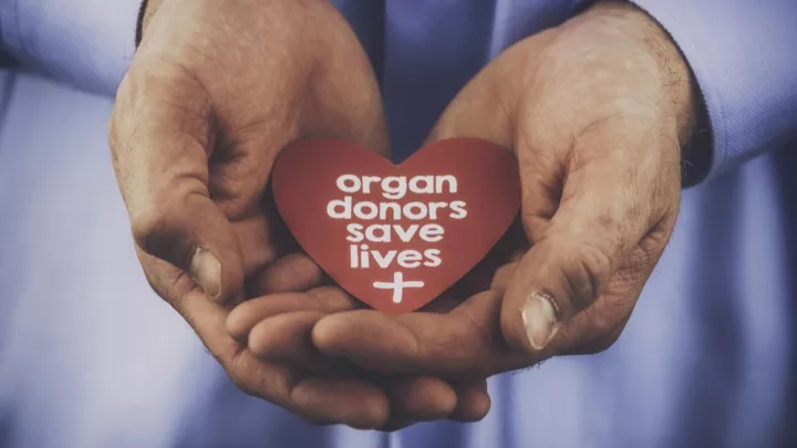 Man's hands holding a paper heart that says "organ donors save lives"