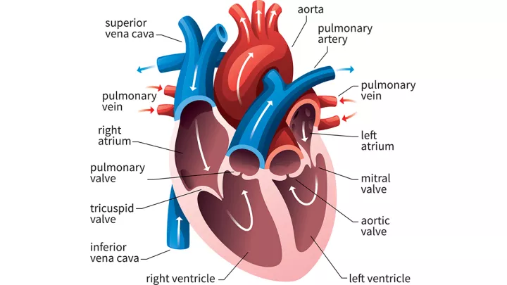 Heart diagram