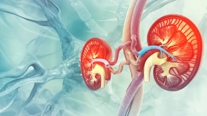 Medical illustration of kidneys