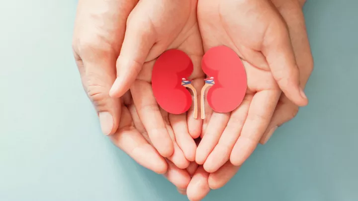 Two sets of hands holding paper kidneys